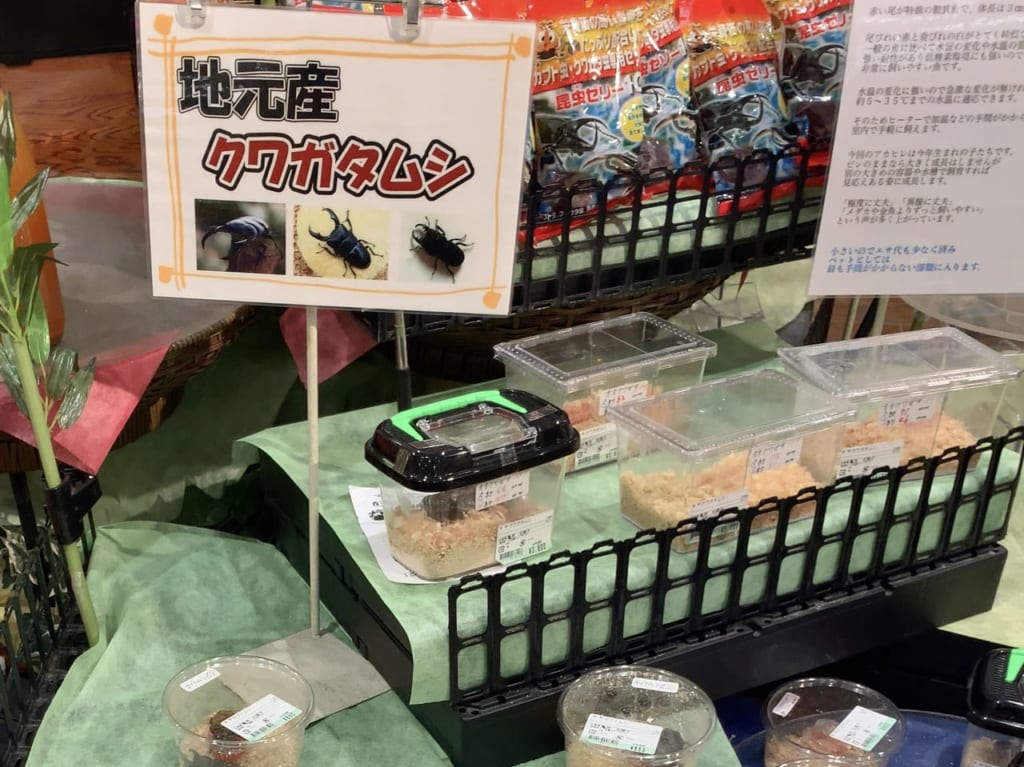 2020年全農FARMERSのクワガタ発売