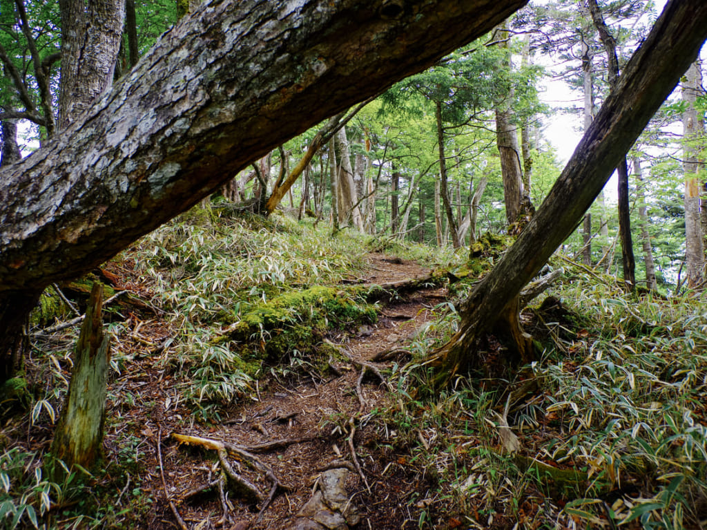 山道の参考