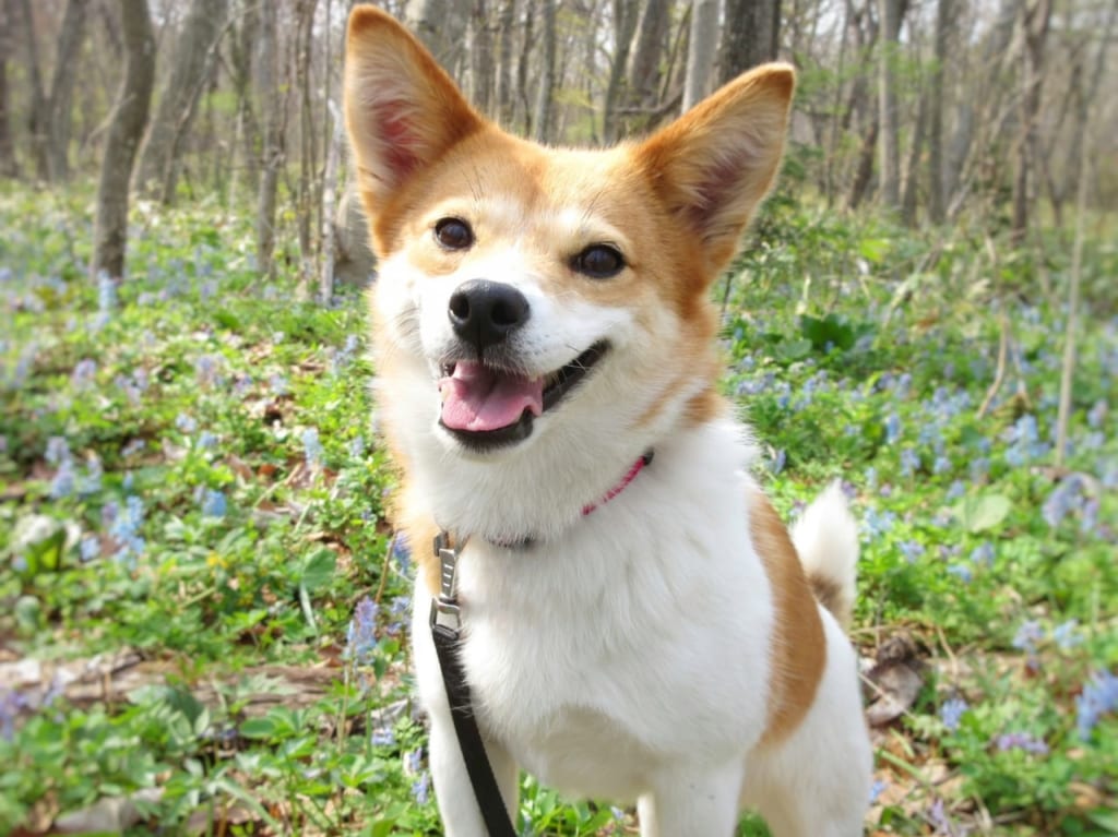 保護犬の参考画像