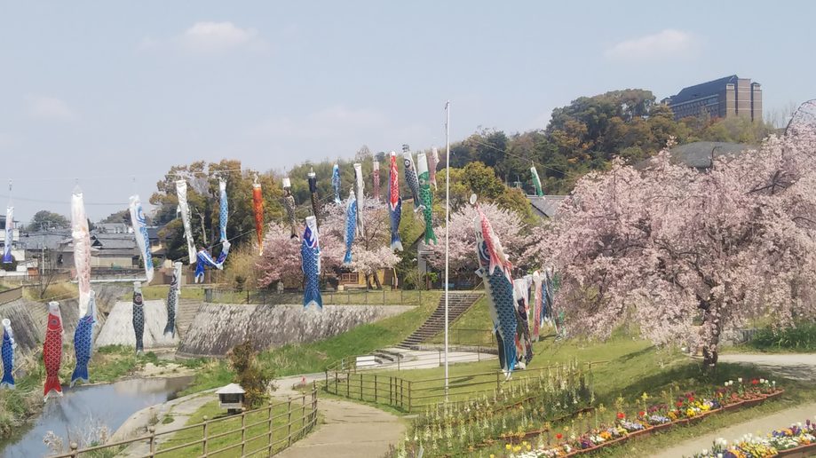 こいのぼり「ひつじ公園」4月～５月