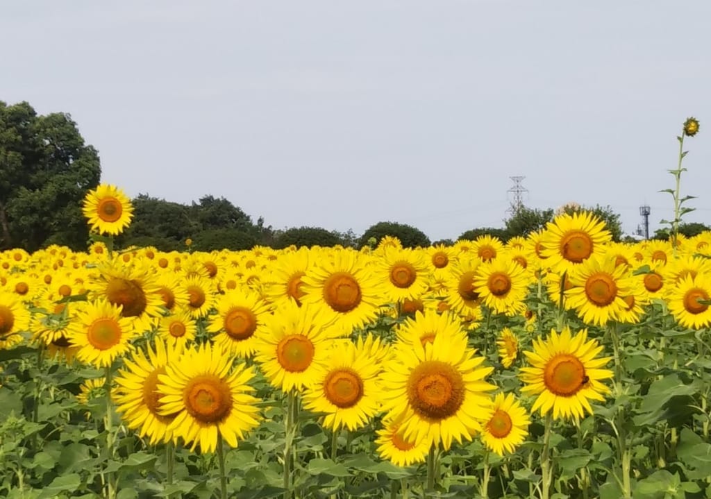 リサイクル公園ひまわり
