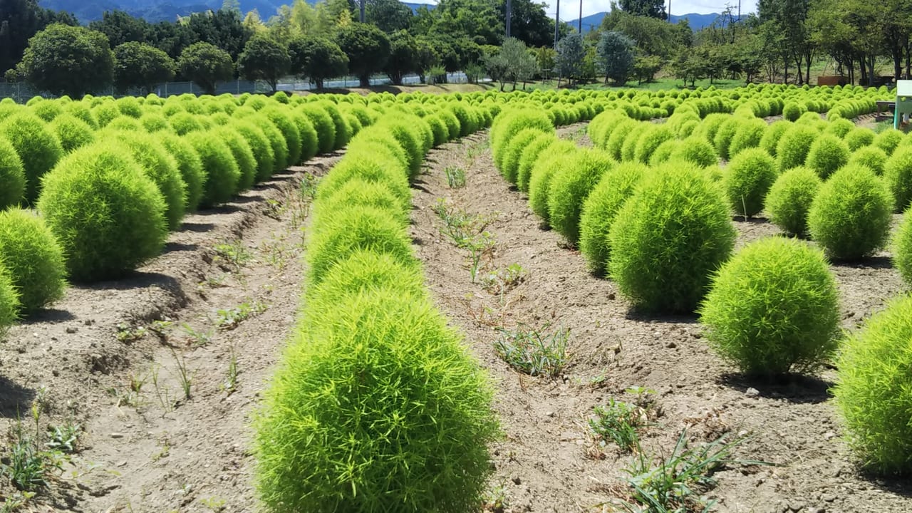 和泉リサイクル環境公園