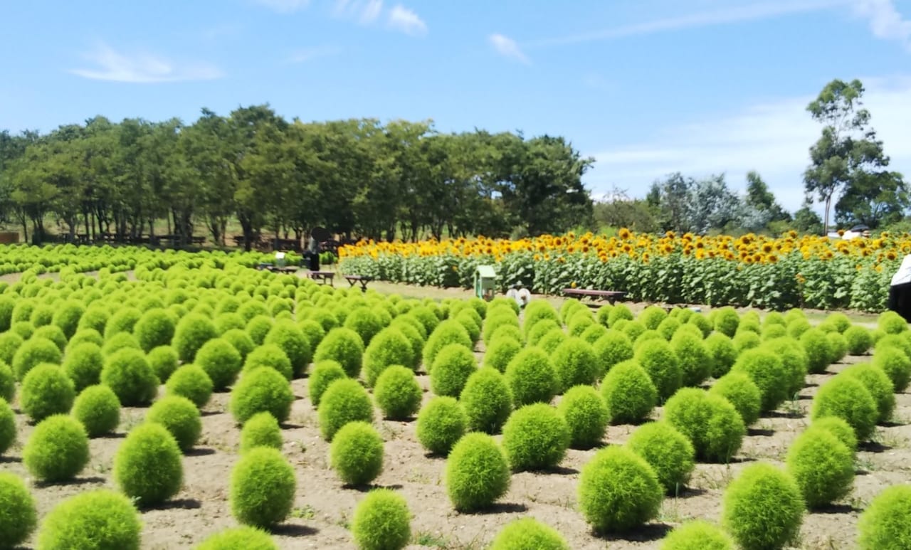 和泉リサイクル環境公園コキア2022