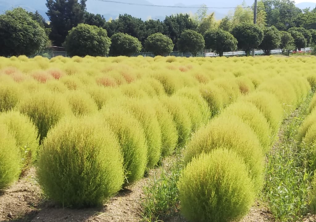 コキア和泉リサイクル環境公園