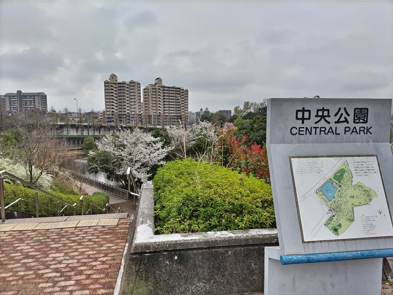 中央公園　桜　2023