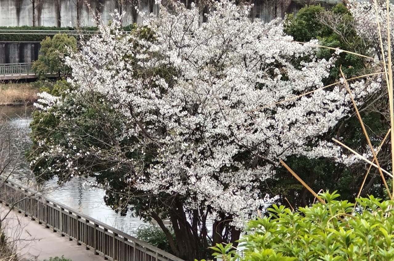 中央公園 桜　2023