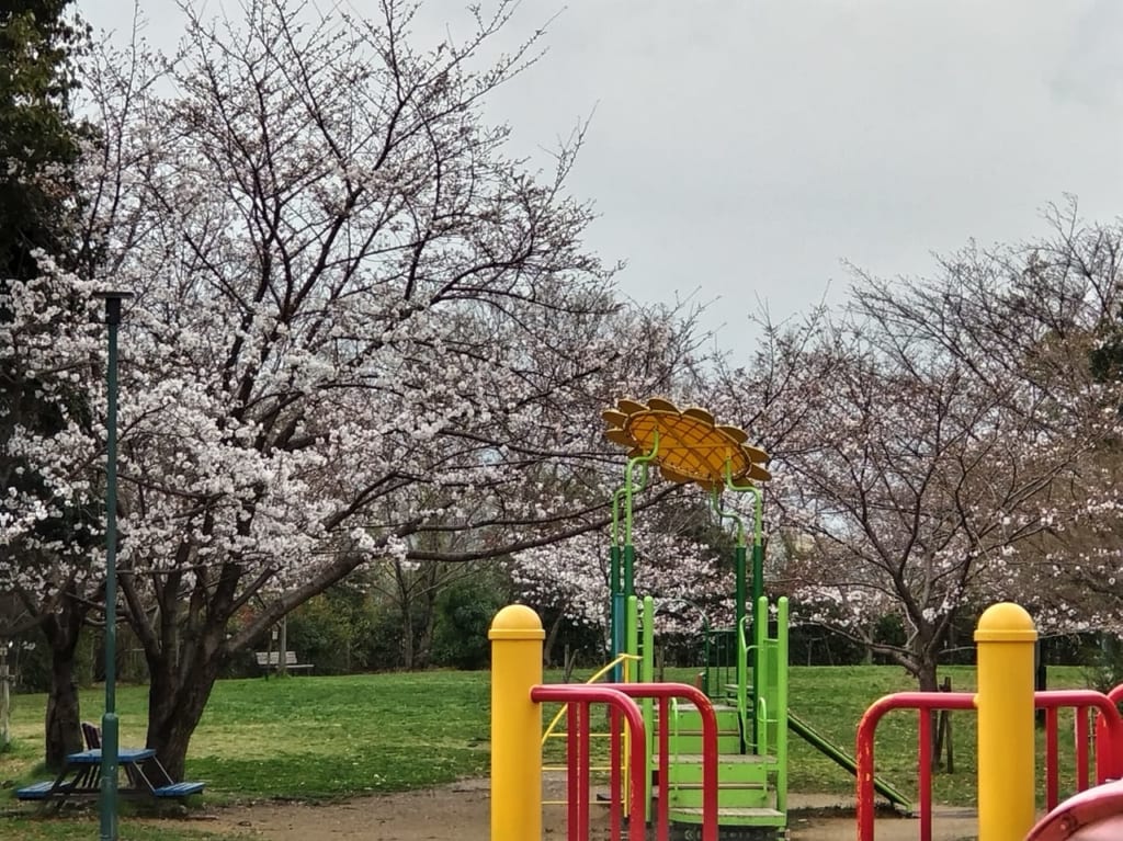 宮ノ上公園　桜　2023