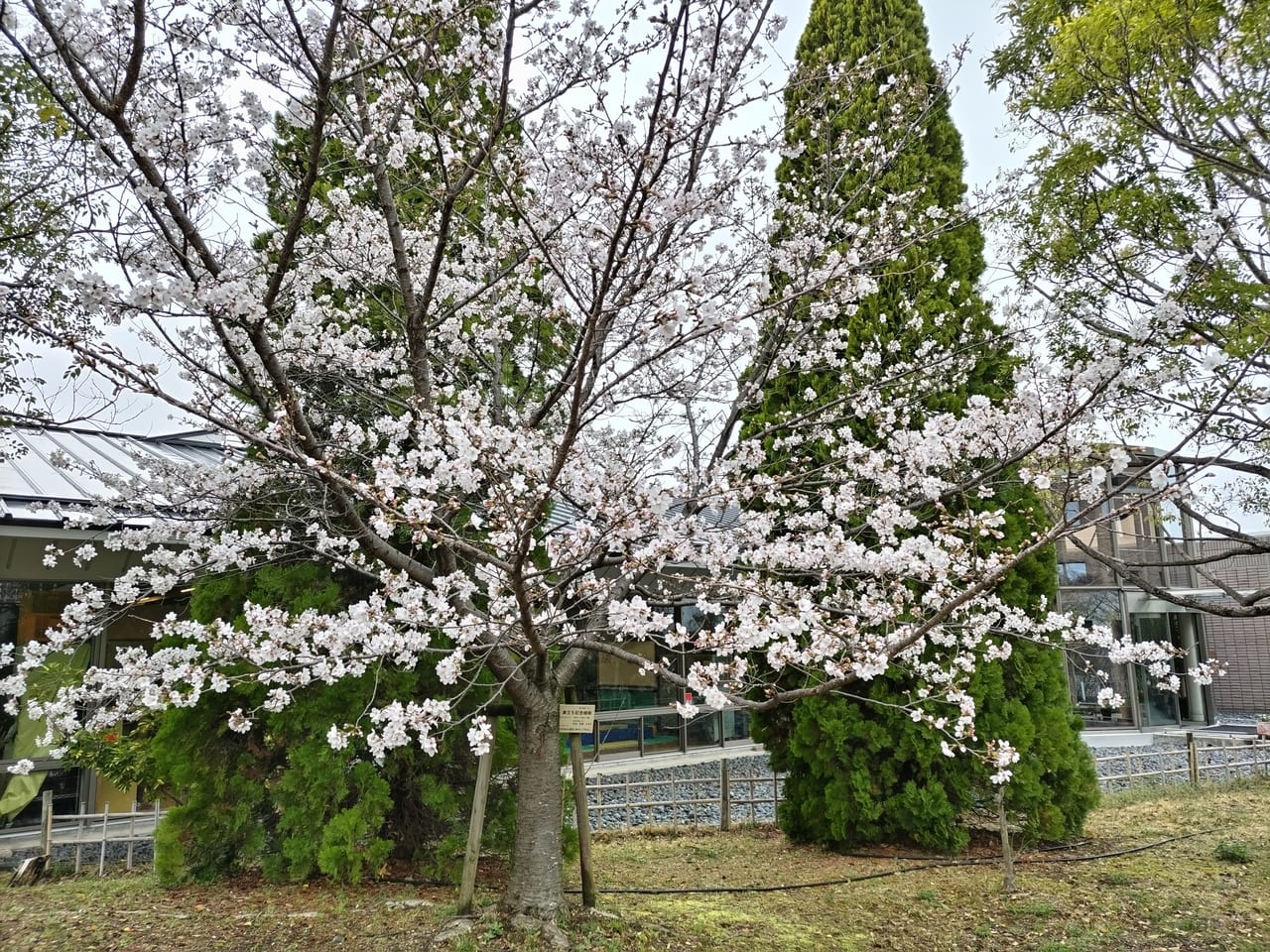 宮ノ上公園　桜　2023