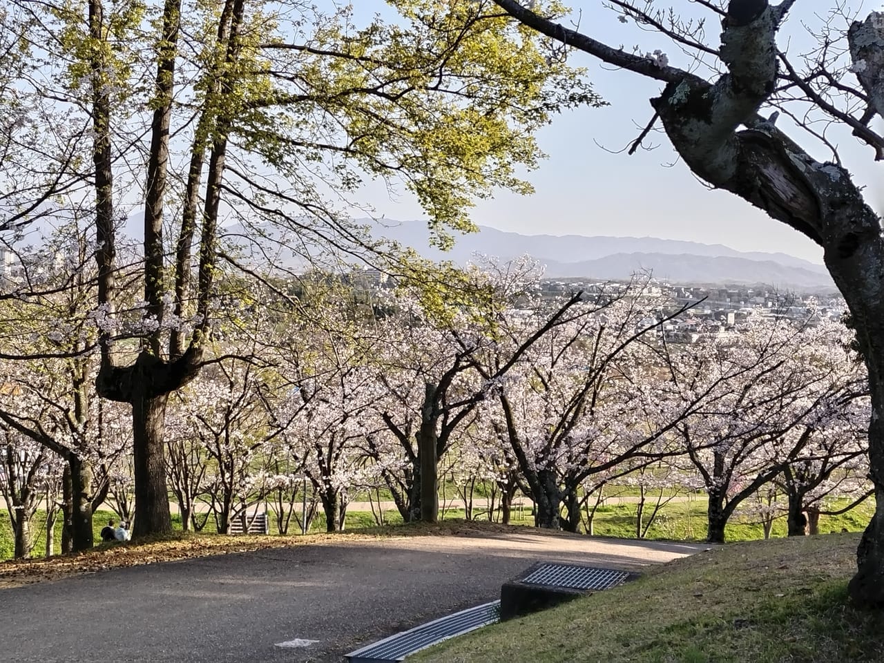 黒鳥山公園　桜　2023