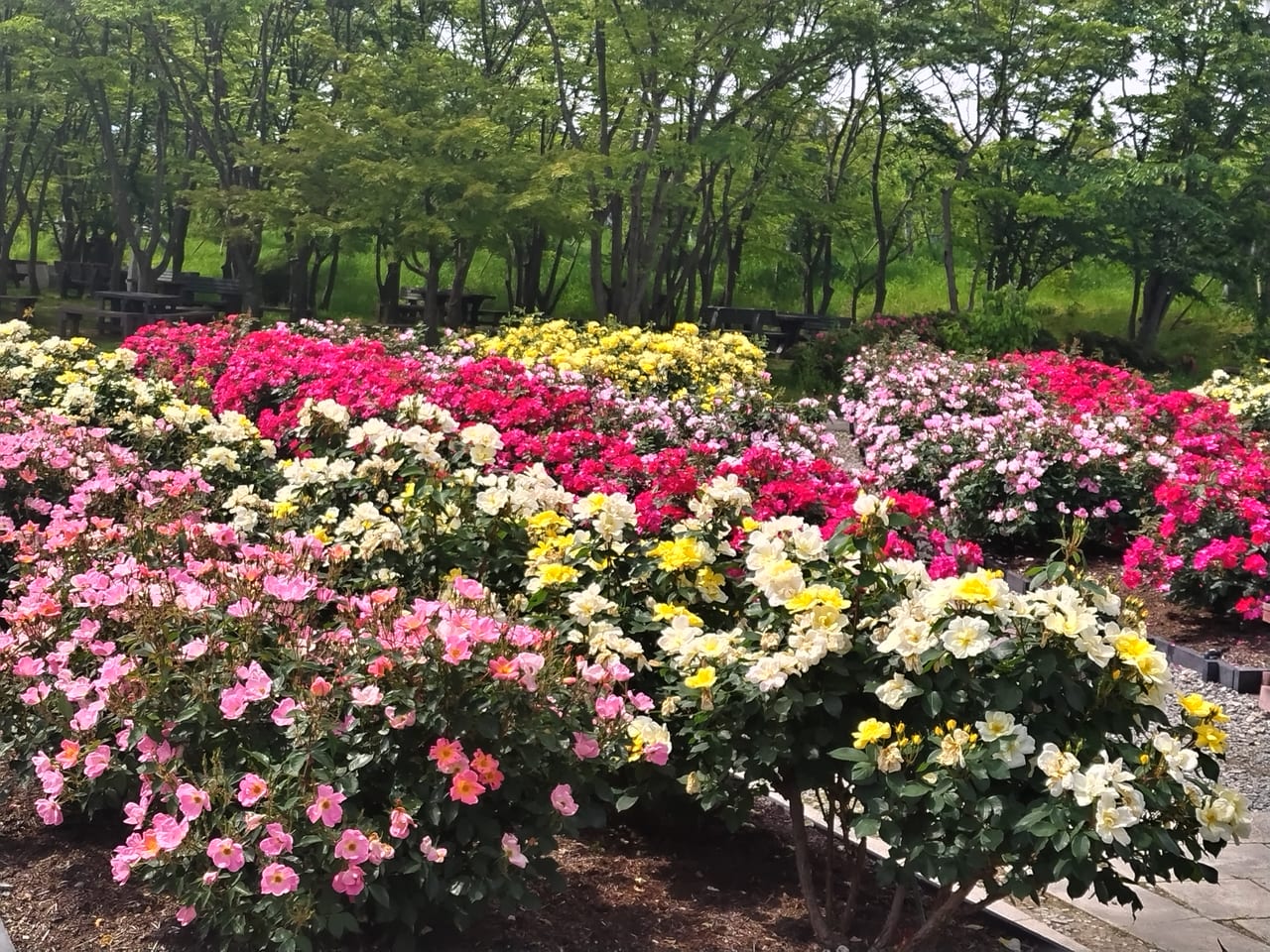 和泉リサイクル環境公園バラ2023初夏