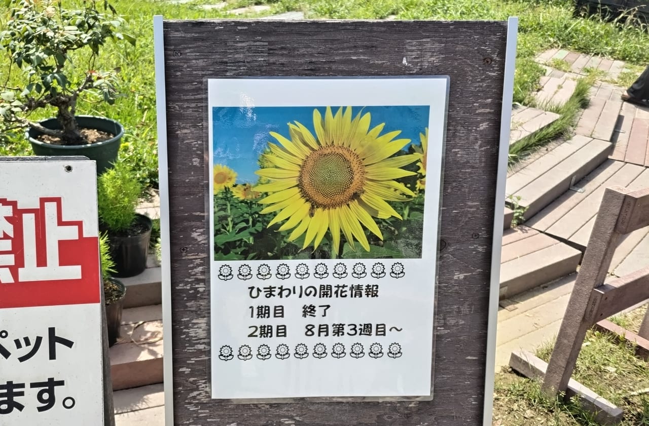 和泉リサイクル環境公園ひまわり2023