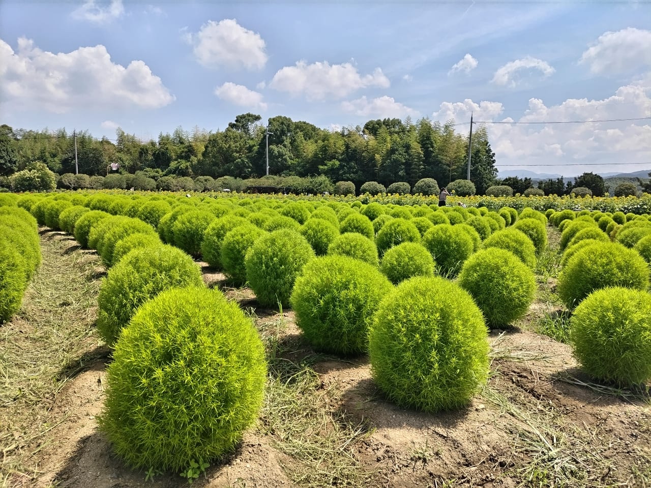 和泉リサイクル環境公園コキア2023