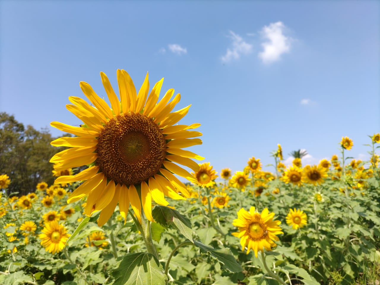 和泉市】夏の日差しの下で元気に咲くひまわりと、緑の風船のようなコキアが可愛い！ 和泉リサイクル環境公園の夏はまだまだ熱いです。 | 号外NET 和泉市