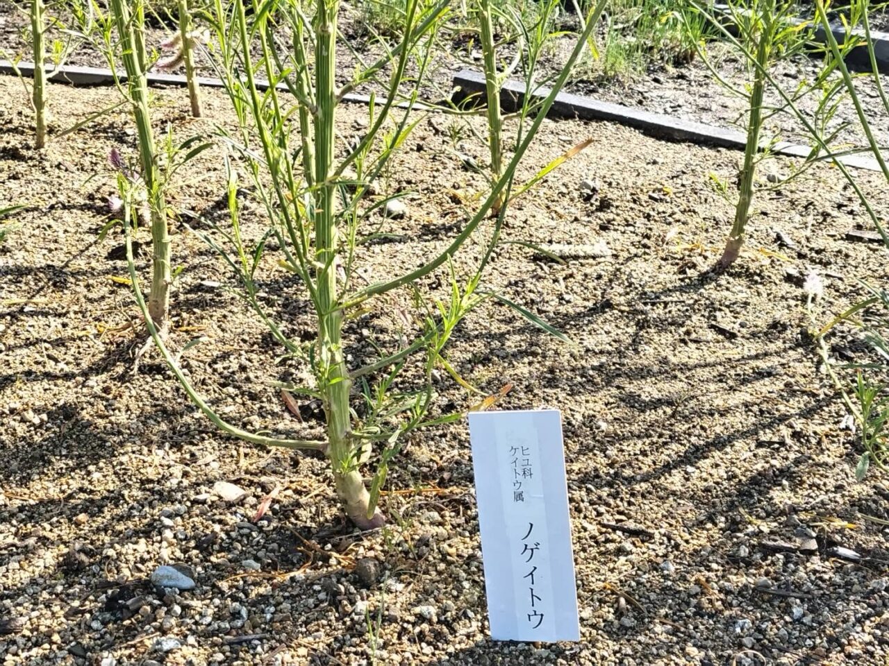 和泉リサイクル環境公園2024ノゲイトウ