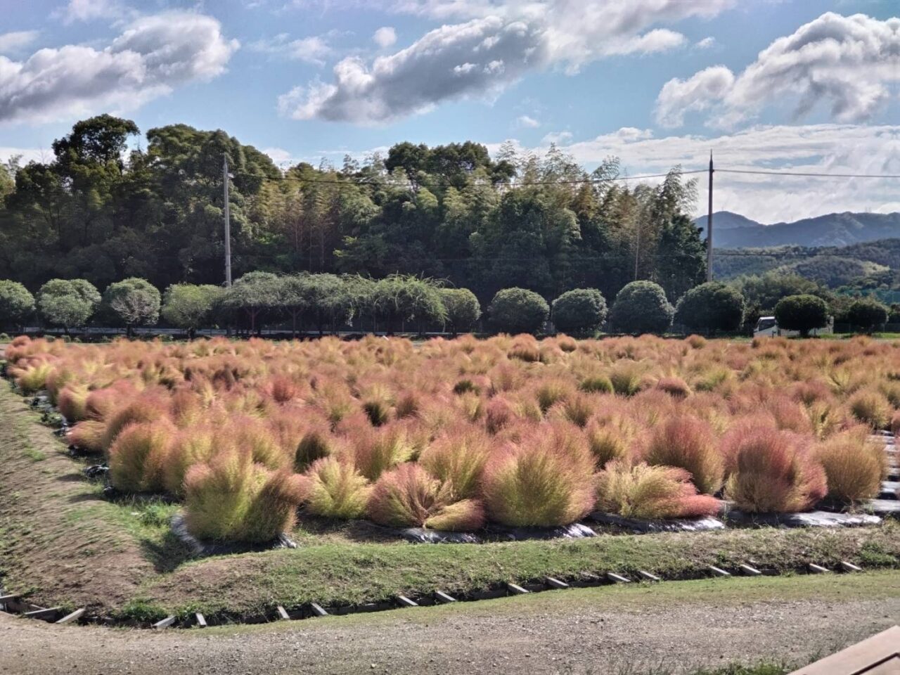 和泉リサイクル環境公園2024