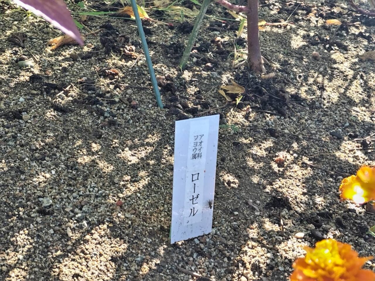 和泉リサイクル環境公園2024ローゼル アオイ科フヨウ属