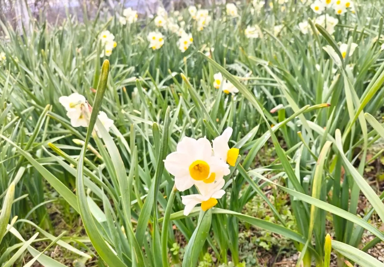 和泉リサイクル環境公園2025年3月