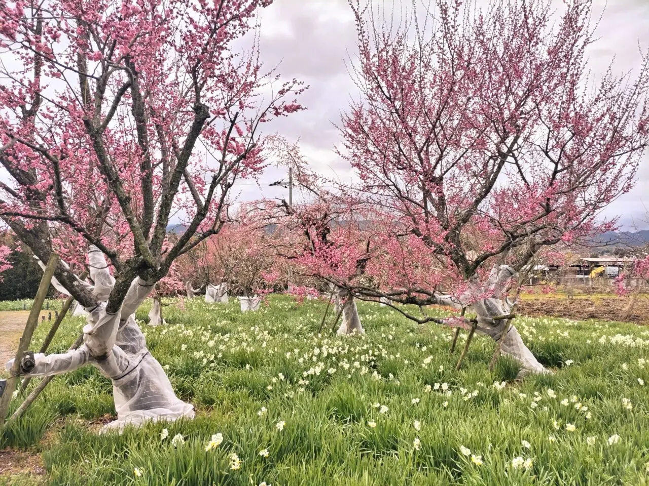 和泉リサイクル環境公園2025年3月