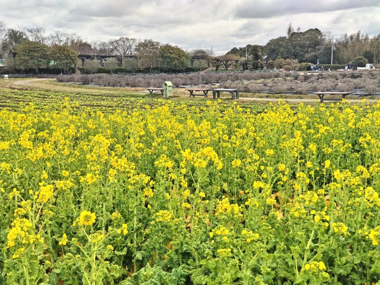 和泉リサイクル環境公園2025年3月