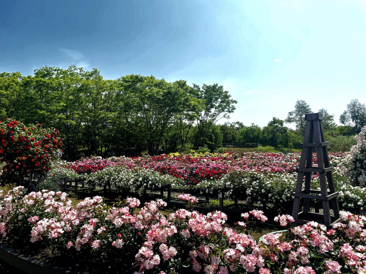 rose garden