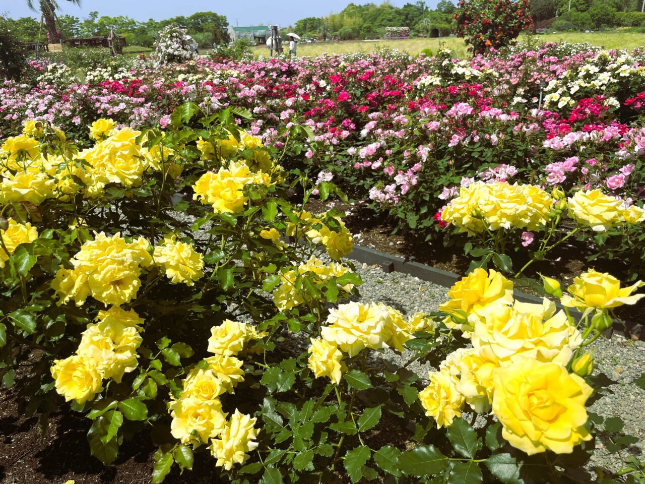 黄色い薔薇