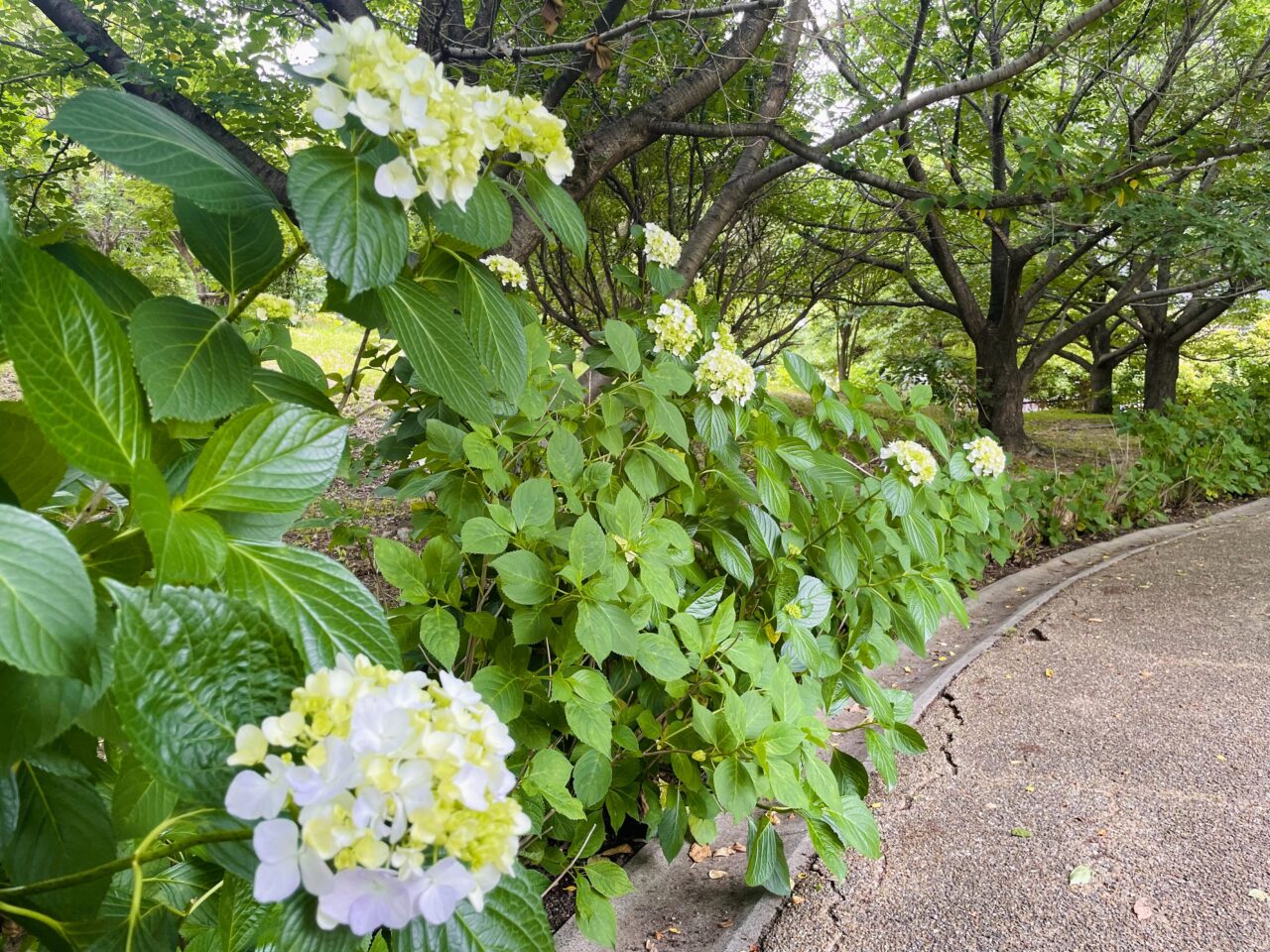 中央公園の紫陽花
