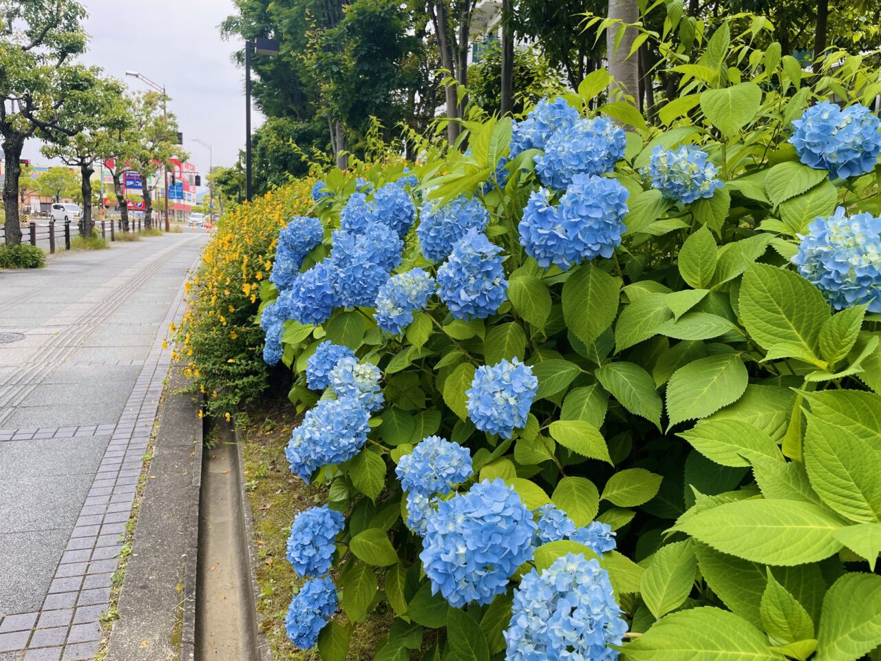 和泉中央線沿いの紫陽花