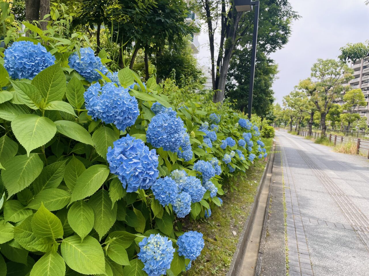 和泉中央線の紫陽花