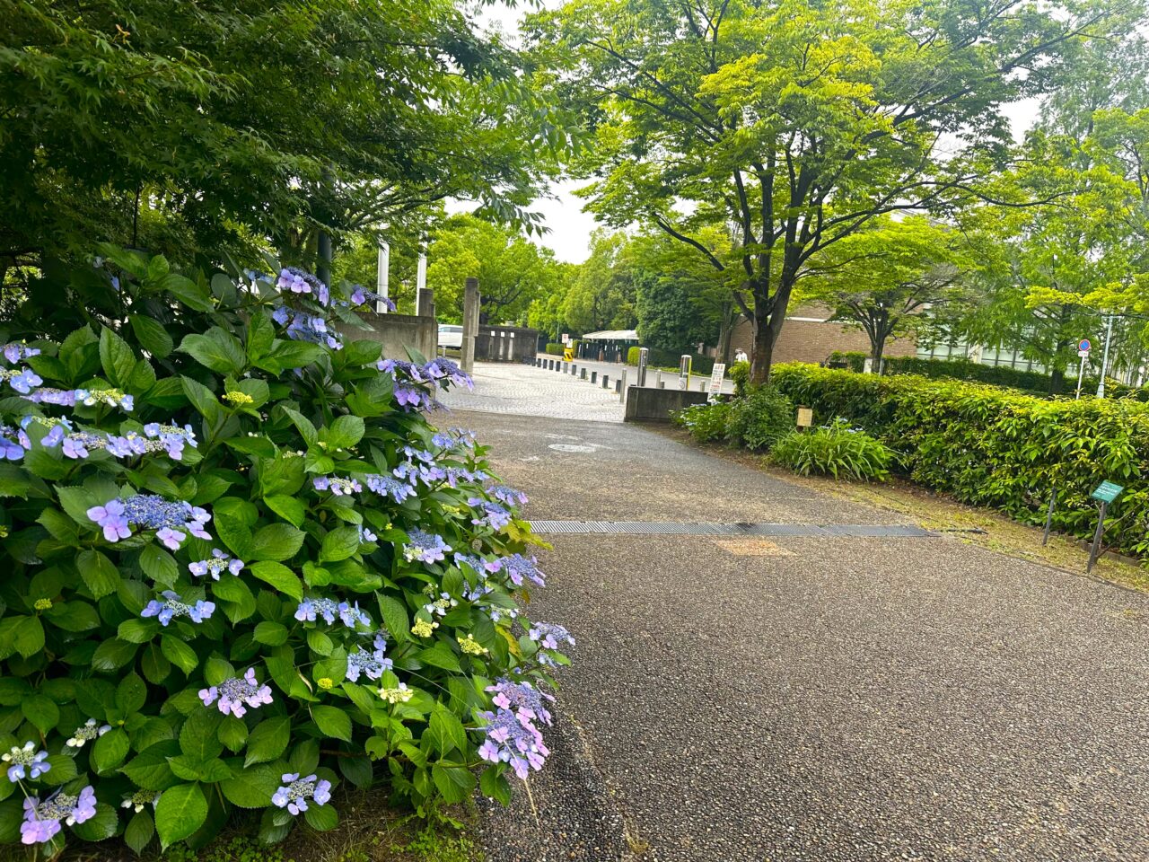 和泉市いずみの国歴史館前の紫陽花