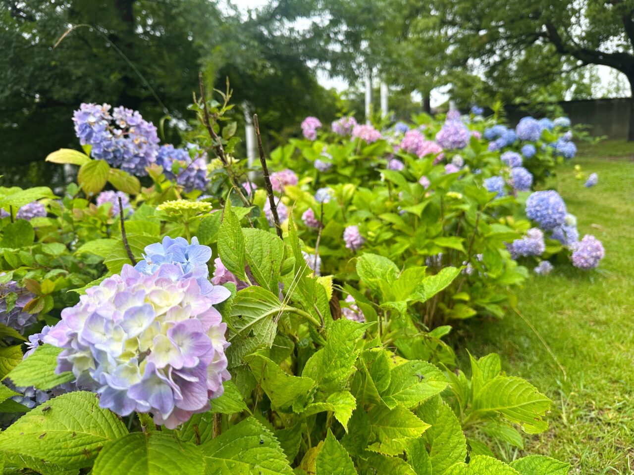 宮ノ上公園　紫陽花ロード