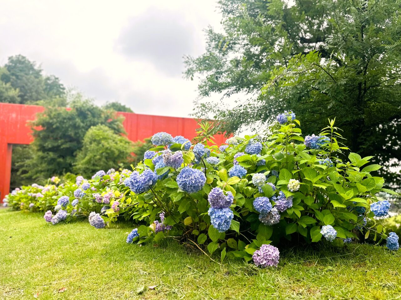 宮ノ上公園　紫陽花ロードが見ごろ