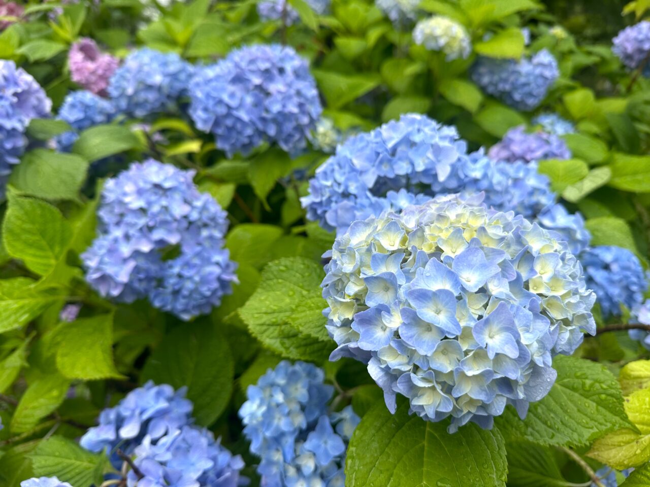 宮ノ上公園の紫陽花