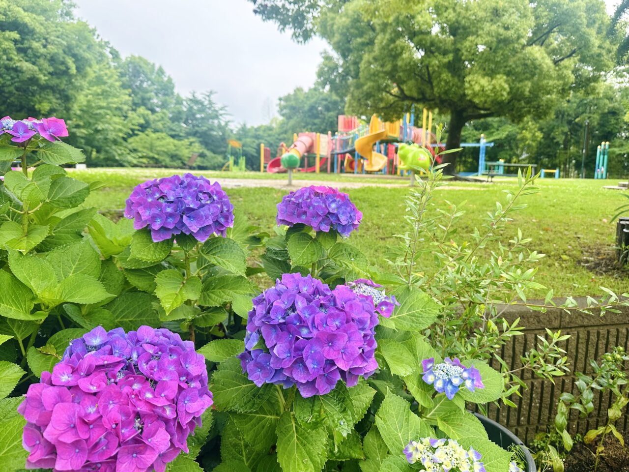 宮ノ上公園　紫陽花見ごろ