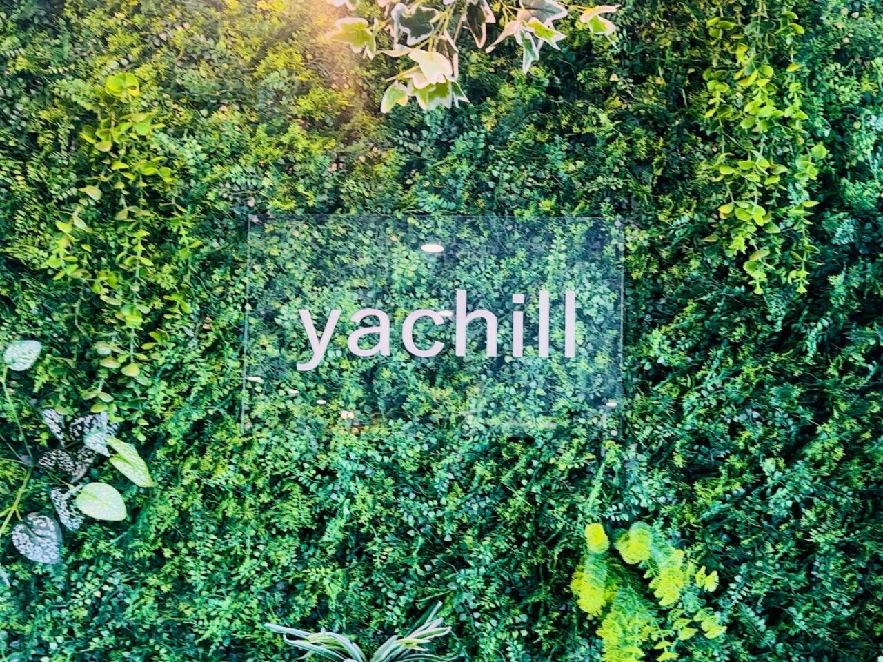 アウトレット家具・観葉植物のお店　yachill