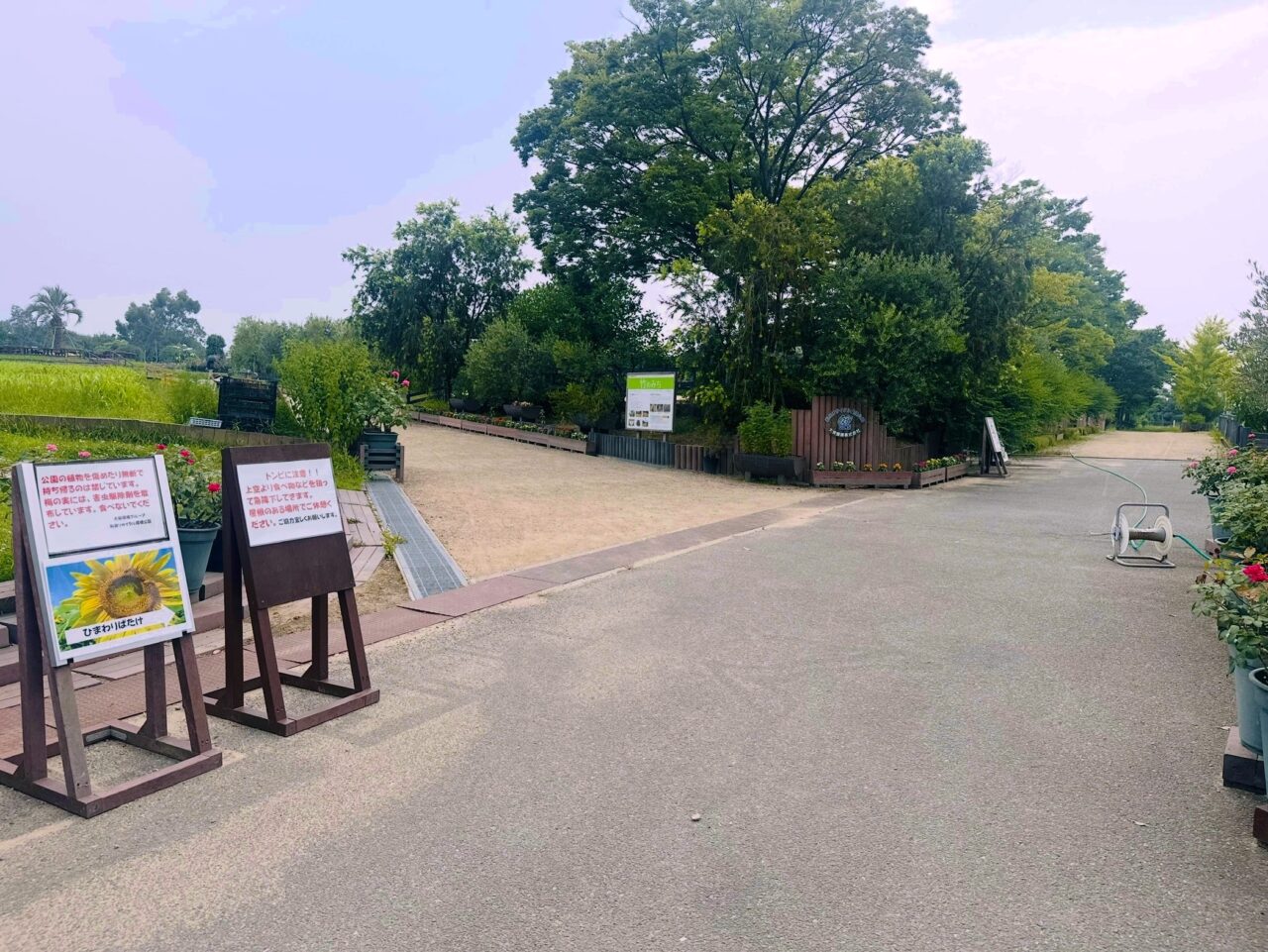 ひまわり畑はグラウンド沿いへ