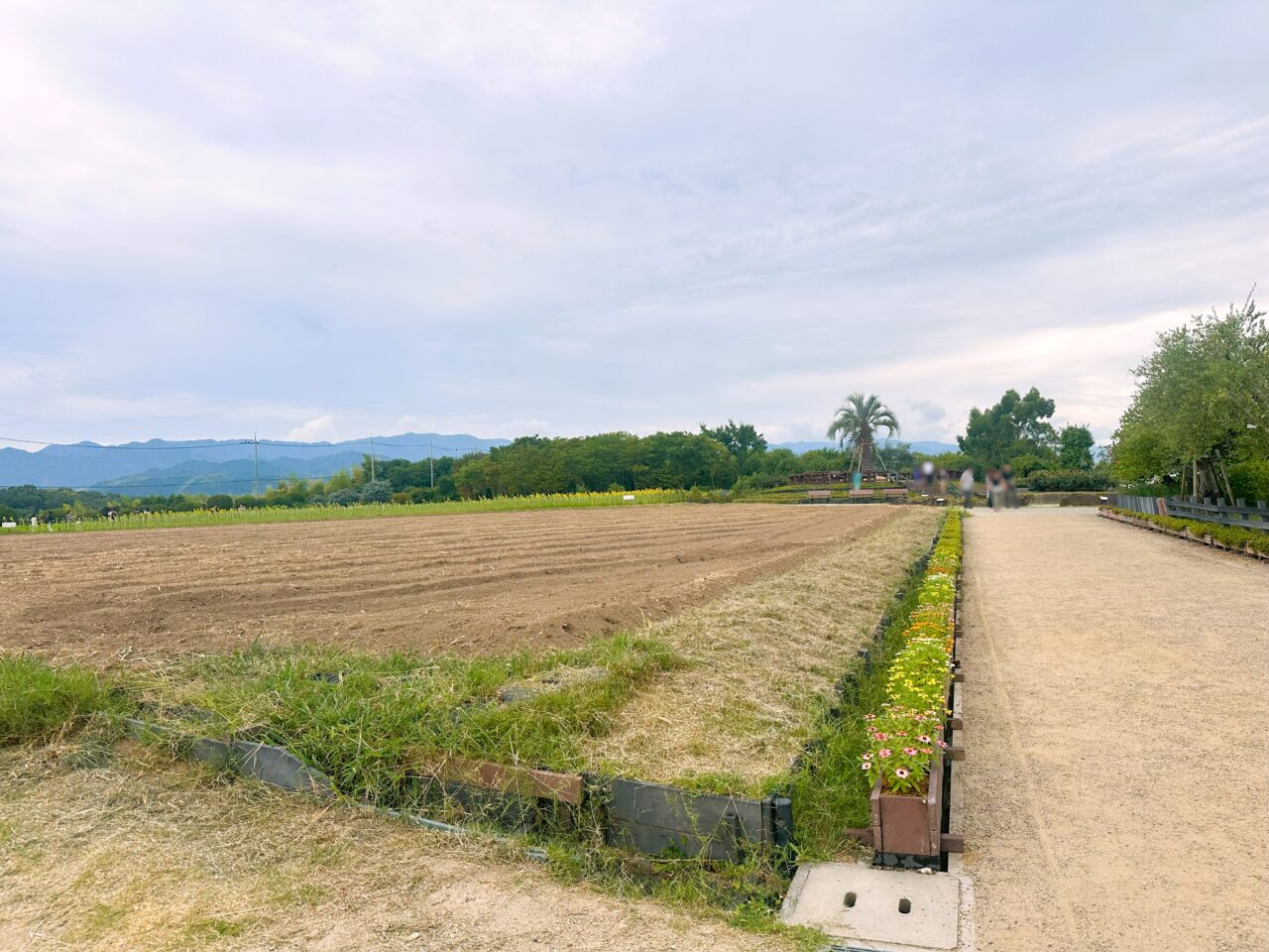 和泉リサイクル環境公園　開花状況