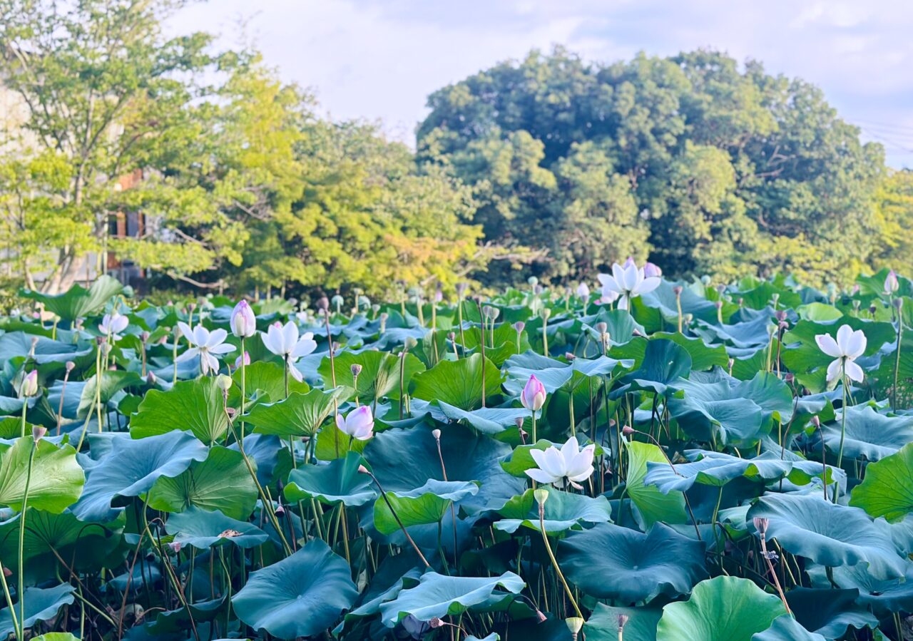 黒鳥山公園の今池の蓮が見ごろ