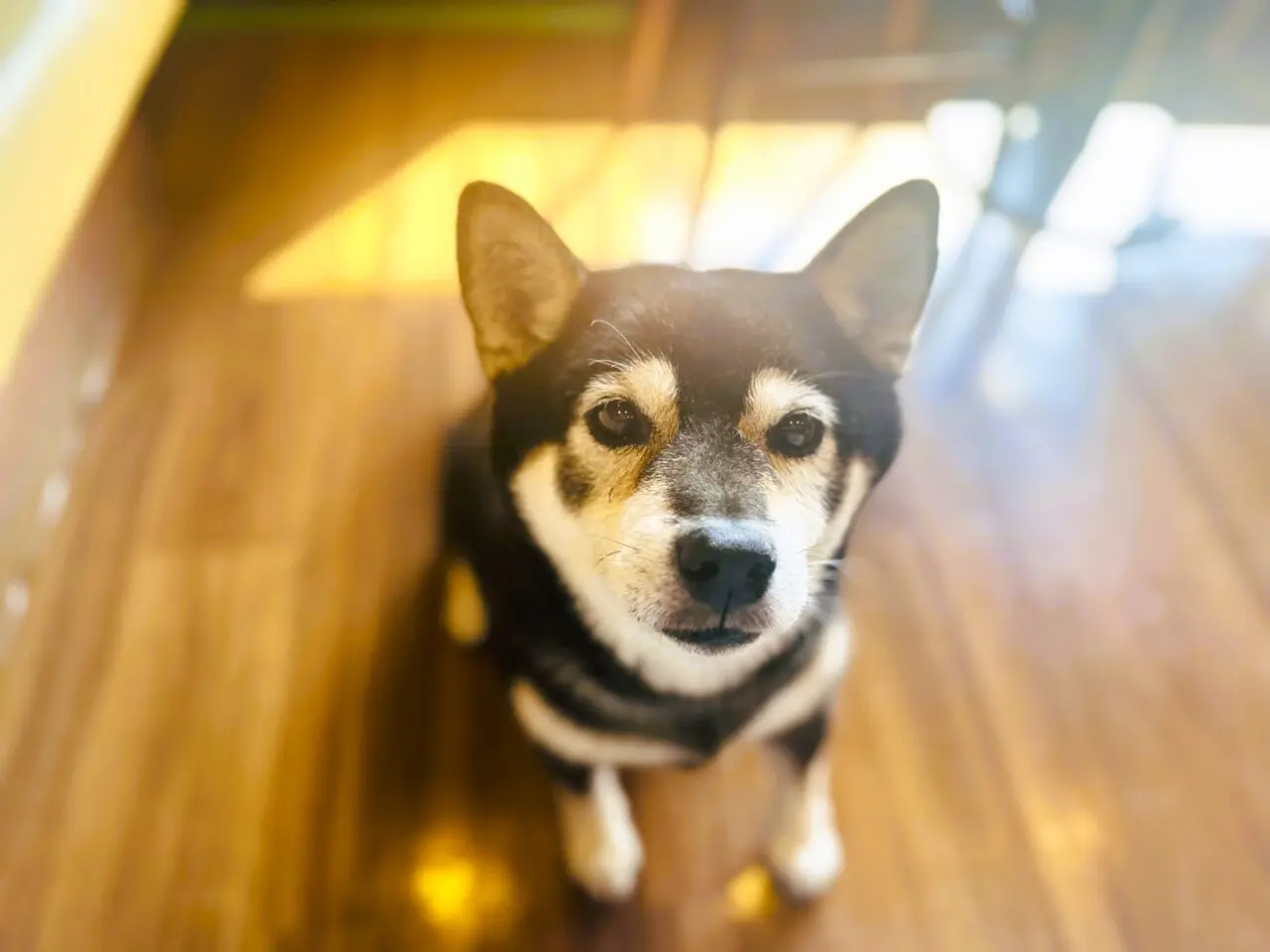 弥栄珈琲の看板犬の黒柴