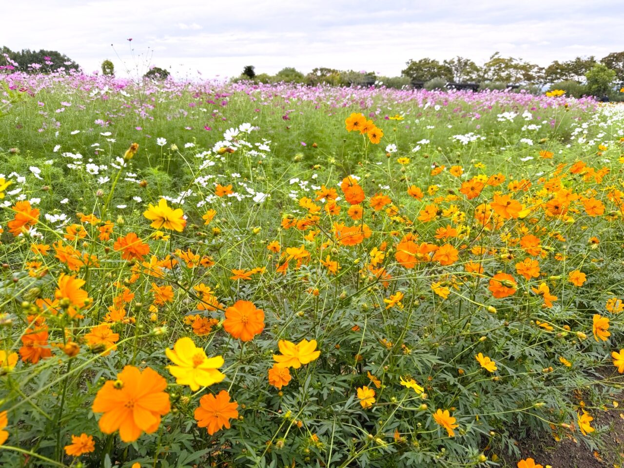 和泉リサイクル環境公園 コスモス畑開花状況