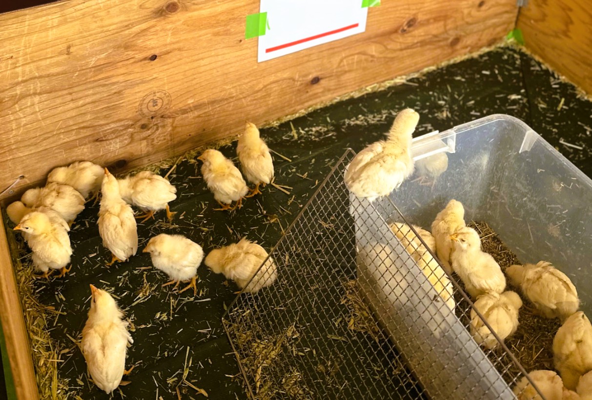 ふれあい動物園　ひよこ