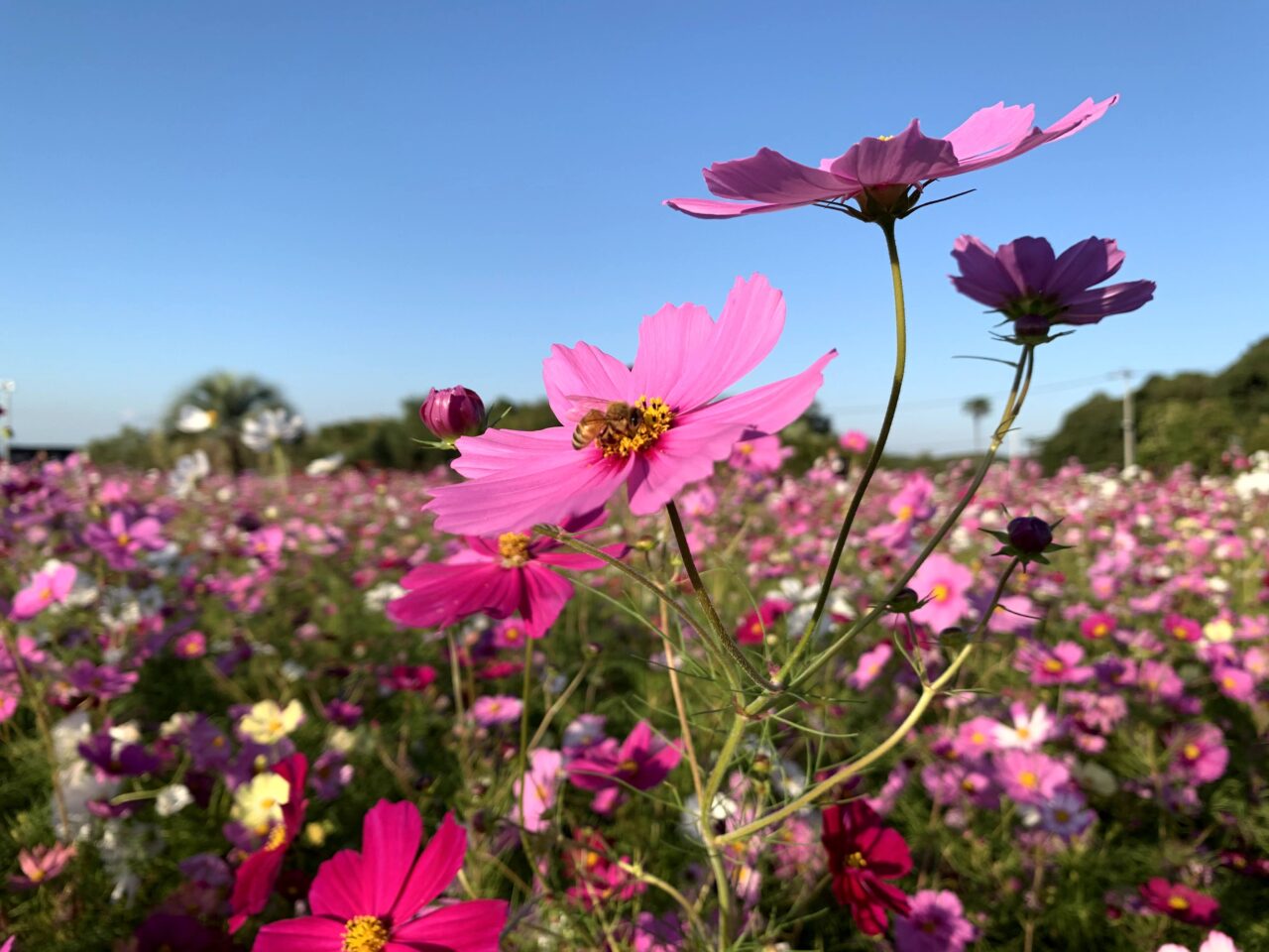 リサイクル公園の満開のコスモス