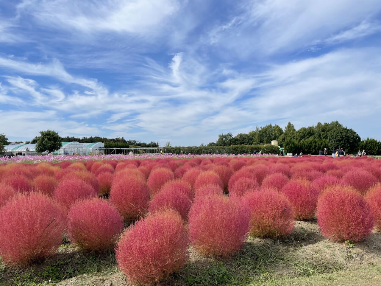 リサイクル公園のコキア満開