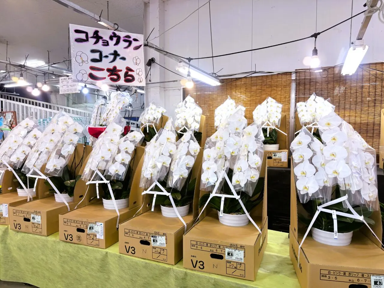 国華園の5980円の格安胡蝶蘭