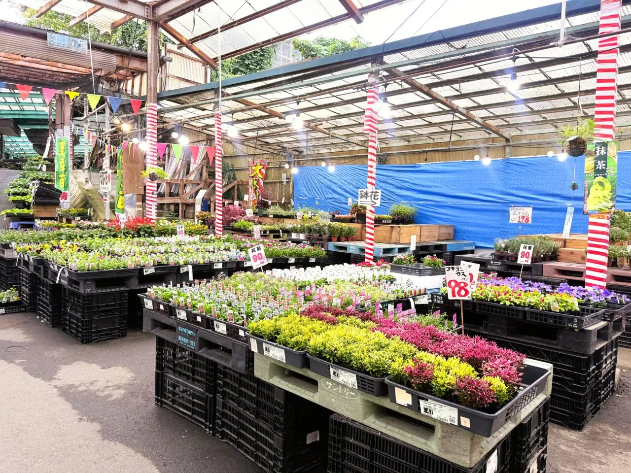 国華園の激安　花苗