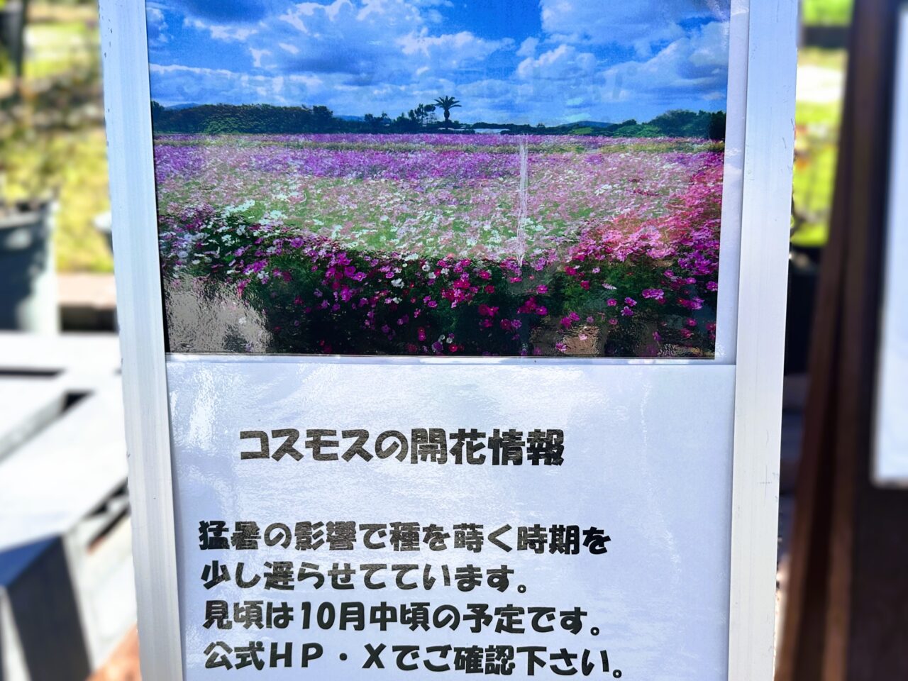 コスモス見ごろまだ2025年10月09日