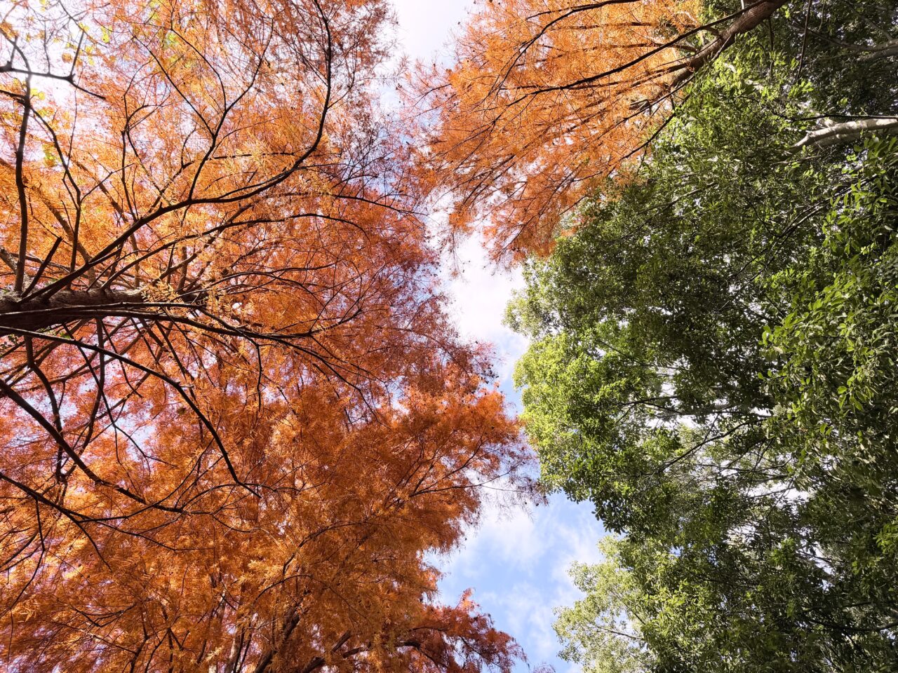 オレンジ色の葉と常緑樹の濃い緑