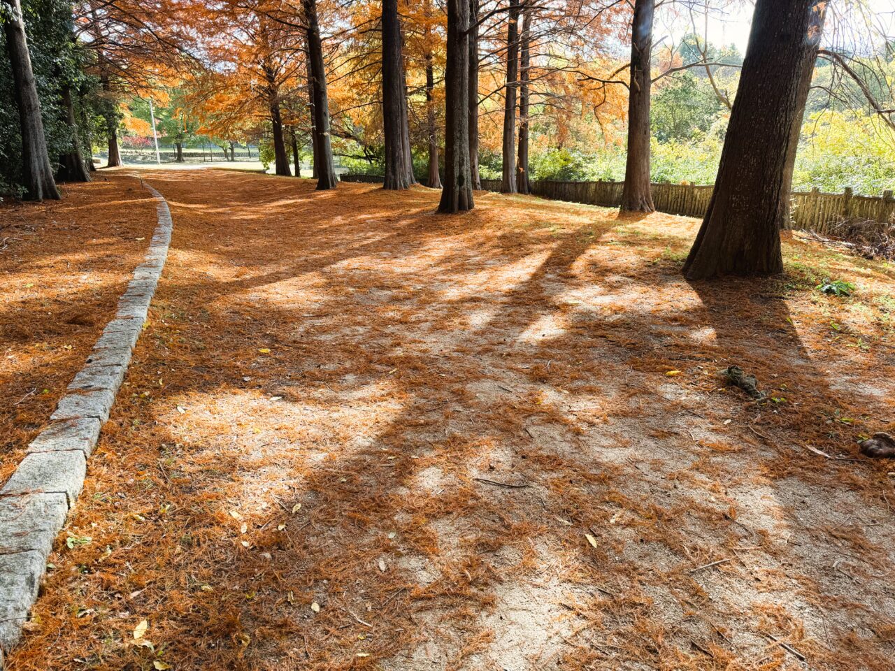 メタセコイア並木 落ち葉のじゅうたん