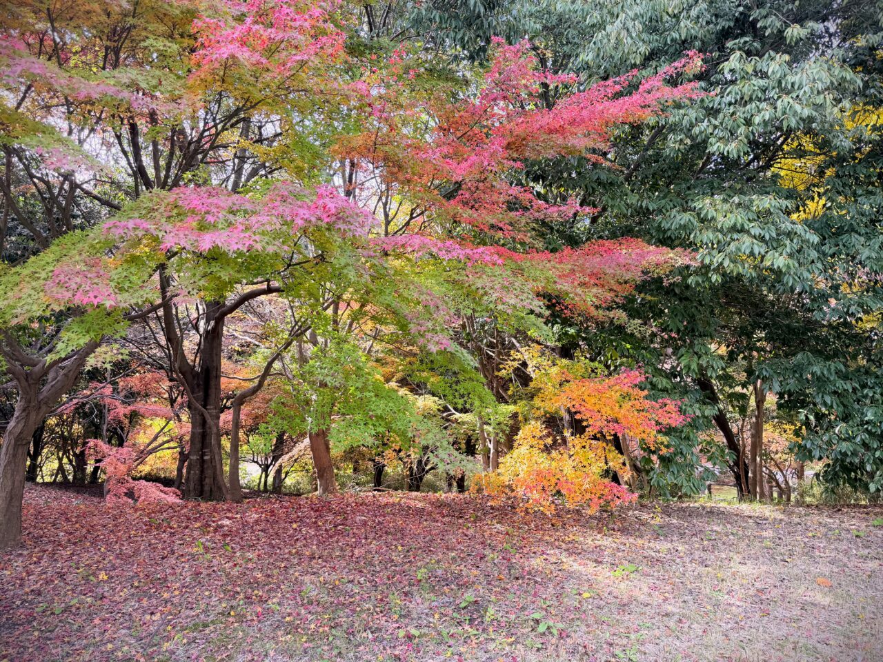 まだこれからもたのしめそうな紅葉