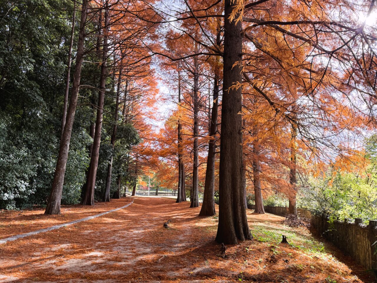 光明池のメタセコイヤ並木