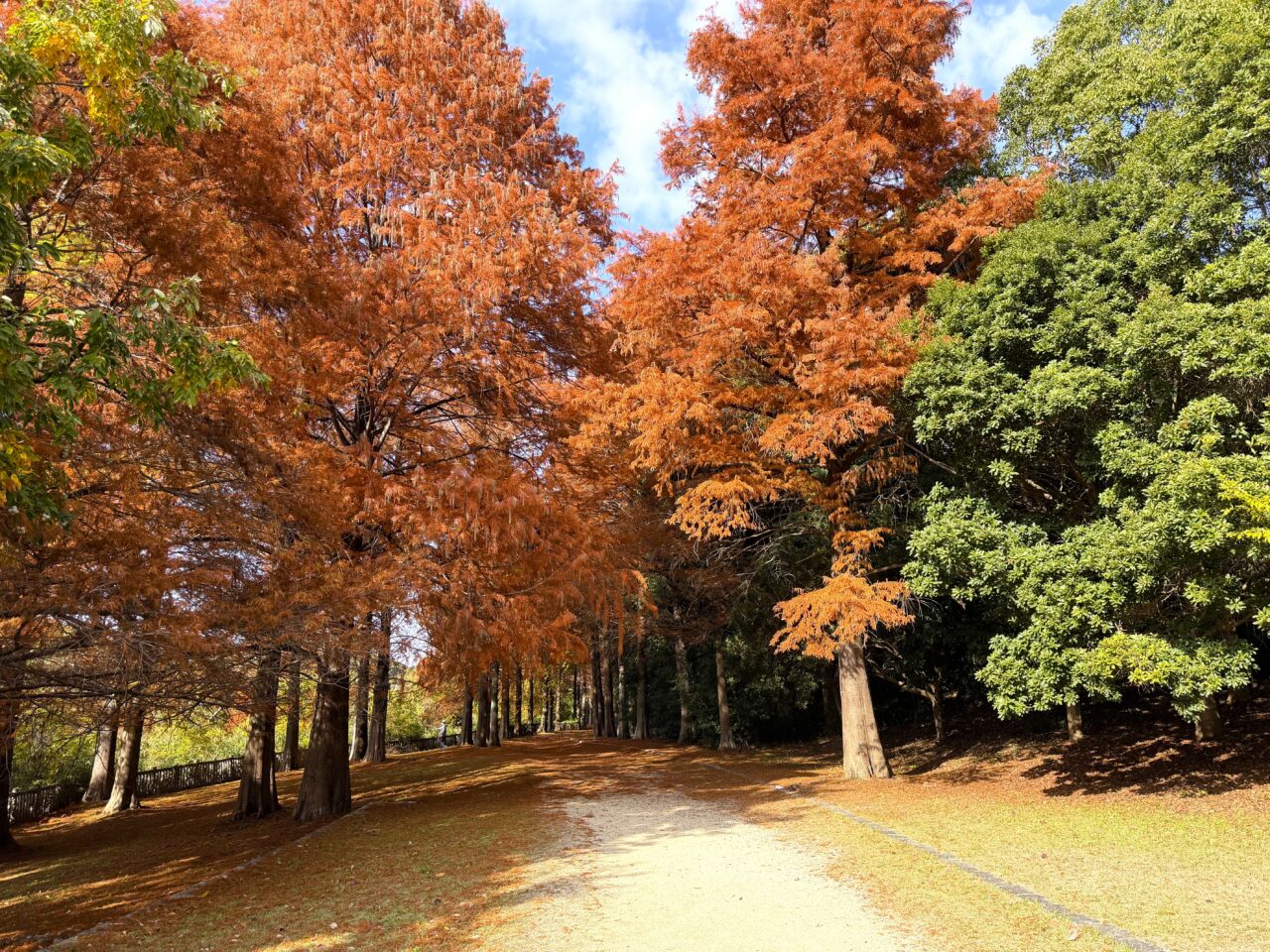 光明台のメタセコイア並木